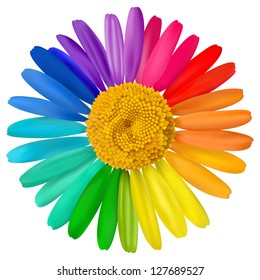 Vector multicolored daisy, chamomile flower isolated