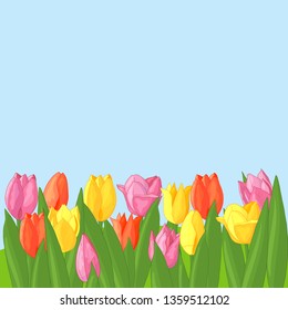 Vector multicolored tulips: yellow, pink, red on blue background