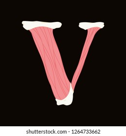 Vector muscle font.
