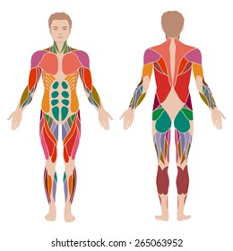 
vector muscular human body, muscle man anatomy, 