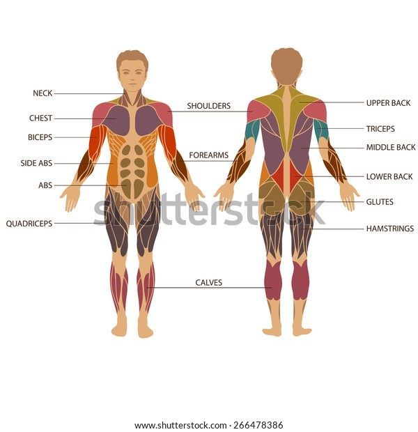 Vektormuskulatur Des Menschlichen Korpers Anatomie Des Stock Vektorgrafik Lizenzfrei