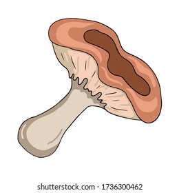 Vector mushroom collection. Cartoon style template for design. Bright and colorful