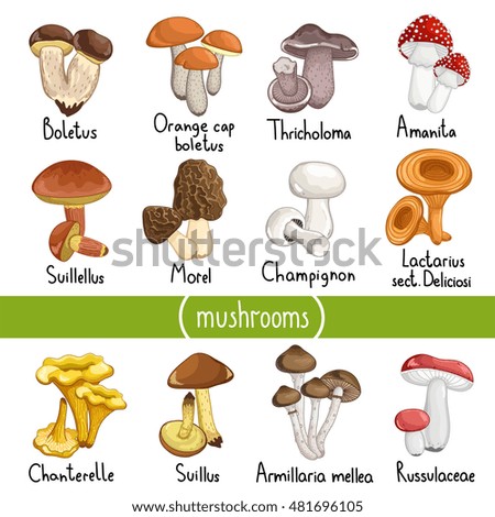 Similar – Image, Stock Photo mushroom Food Mushroom