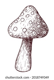 Vector mushroom fly agaric isolated on a white background in strokes