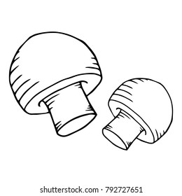 Vector mushroom. Hand drawn edible mushroom.