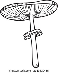 Vector mushroom illustration, botanical line art drawing