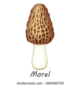 Vector mushroom isolated on white. Edible mushroom morel. Flat cartoon style