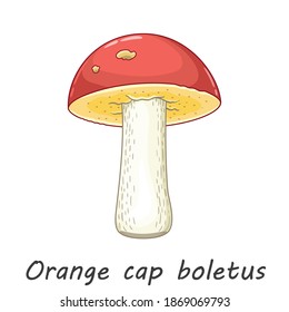 Vector mushroom isolated on white. Edible mushroom orange cap boletus. Flat cartoon style