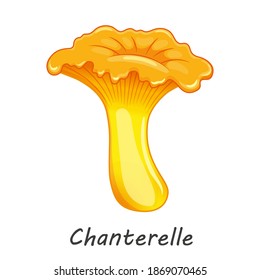 Vector mushroom isolated on white. Edible mushroom chanterelle. Flat cartoon style