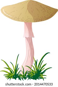 Vector mushroom isolated on a white background