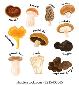 vector mushroom varieties clipart set