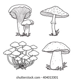vector mushrooms black and white