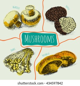 Vector mushrooms colorful set #1.  Illustrative colorful sorts of mushrooms