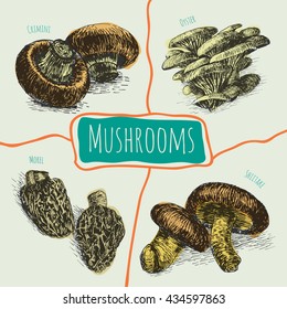 Vector mushrooms colorful set #3.  Illustrative colorful sorts of mushrooms