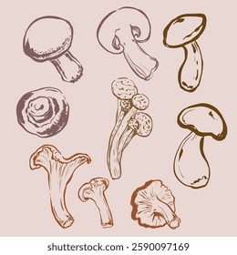 Vector mushrooms doodle illustration of chanterelle, champignon and boletus. Hand-drawn harvest sketch. Organic farm graphics. Tasty food for design, veggie market drawing print, fabric or background.