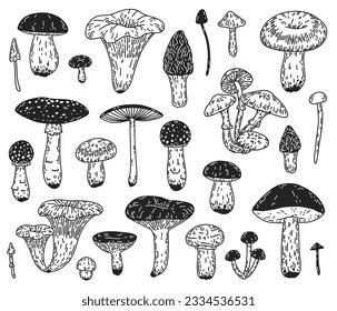 Hongos vectoriales. Conjunto hecho a mano de diferentes setas forestales. Doodles en blanco y negro