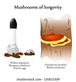 Vector mushrooms of longevity