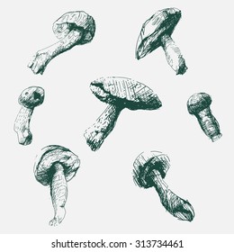 Vector mushrooms set. Hand drawn. Made with ink