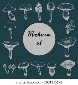 Vector mushrooms set. Saffron milk cap, smoke ball mushroom, bolete, russula, psylocibe. Hand drawn graphic.