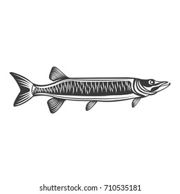 Vector Of Muskie Fish In Black And White