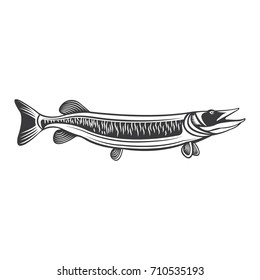 muskie drawings