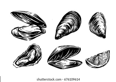 Vector mussel set hand drawn illustration on white