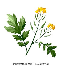 Vector Mustard Plant On The White Background