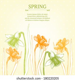 vector narcissus  card or invitation design. Spring vintage background with lent lilies.