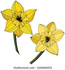 Vector Narcissus. Floral botanical flower. Yellow engraved ink art. Isolated narcissus illustration element on white background.