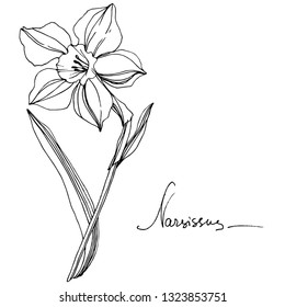 Vector Narcissus floral botanical flower. Wild spring leaf wildflower isolated. Black and white engraved ink art. Isolated narcissus illustration element.