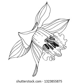 Vector Narcissus floral botanical flower. Wild spring leaf wildflower isolated. Black and white engraved ink art. Isolated narcissus illustration element on white background.