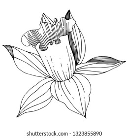 Vector Narcissus floral botanical flower. Wild spring leaf wildflower isolated. Black and white engraved ink art. Isolated narcissus illustration element on white background.