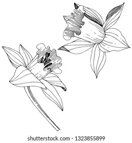 Vector Narcissus floral botanical flower. Wild spring leaf wildflower isolated. Black and white engraved ink art. Isolated narcissus illustration element on white background.