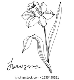 Vector Narcissus floral botanical flower. Wild spring leaf wildflower isolated. Black and white engraved ink art. Isolated narcissus illustration element on white background.