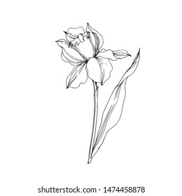 Vector Narcissus floral botanical flower Yellow and green engraved ink art