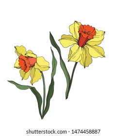 Vector Narcissus floral botanical flower Yellow and green engraved ink art