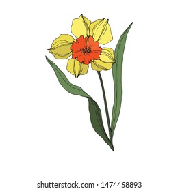 Vector Narcissus floral botanical flower Yellow and green engraved ink art