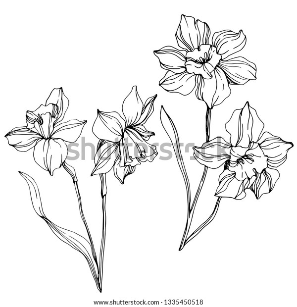 Vector Narcissus Floral Botanical Flower Wild Stock Vector (Royalty ...