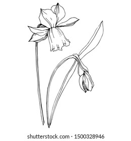 Vector Narcissus floral botanical flowers. Wild spring leaf wildflower isolated. Black and white engraved ink art. Isolated narcissus illustration element on white background.