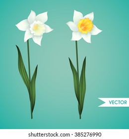 Vector narcissus flowers set 