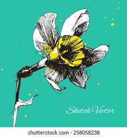 Vector narcissus sketch. Hand draw flower. Eps10