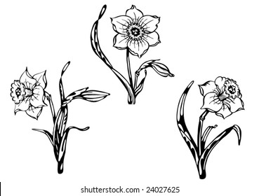 Vector narcissus. Trace of freehand drawing.