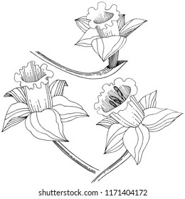 Vector narcissus wildflower. Floral botanical flower. Isolated illustration element. Vector wildflower for background, texture, wrapper pattern, frame or border.
