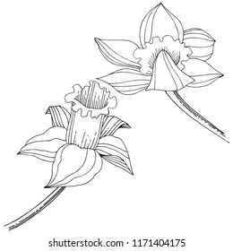 Vector narcissus wildflower. Floral botanical flower. Isolated illustration element. Vector wildflower for background, texture, wrapper pattern, frame or border.