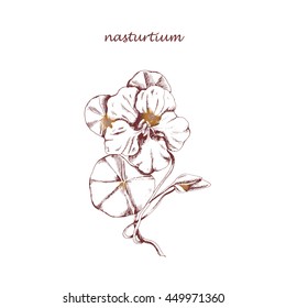 Vector  Nasturtium in sketch style. Ink drawn botanical illustration for print, wrapping, card and other floral vintage design.