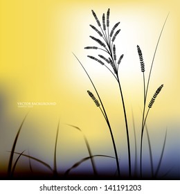 Vector natural background evening. The grass on the background of sunset