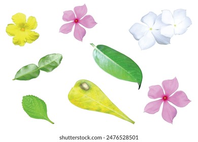 Vector natural colors, flowers, leaves and leaves with diseases on them..eps
