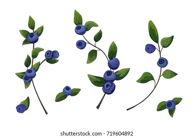 Vector natural element set: blueberry branch, forest fruit with green leaves, greenery, art objects watercolor style collection. Chic style Decorative elegant plant, herb botanical illustration