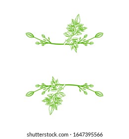Marco natural vectorial, Hojas dibujadas a mano, Color verde, Dibujo a mano libre de escotilla aislado en fondo blanco.