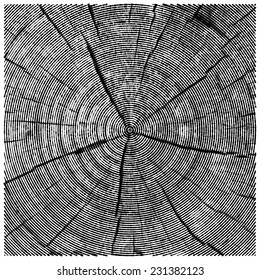 vector natural illustration of engraving saw cut tree trunk. abstract sketch of wood texture